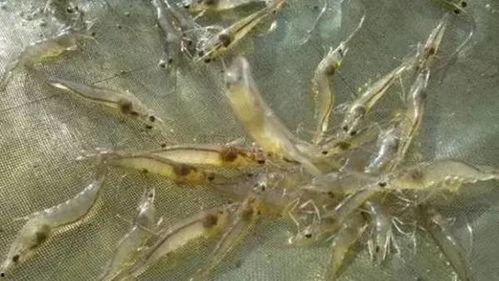 养殖对虾爆料怎么做视频,视频制作攻略全解析  第3张 养殖对虾爆料怎么做视频,视频制作攻略全解析  第3张