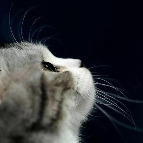 娱乐吃瓜酱桂花猫,揭秘娱乐圈那些不为人知的幕后故事  第3张 娱乐吃瓜酱桂花猫,揭秘娱乐圈那些不为人知的幕后故事  第3张