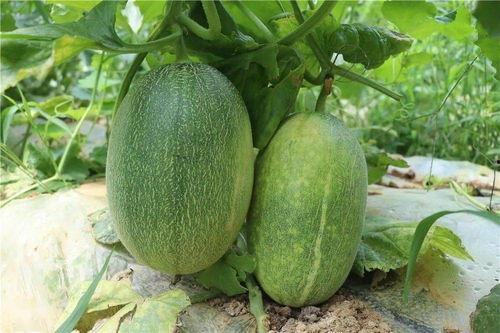 哈密瓜在哪里可以免费吃,寻味之旅,尽享甜蜜时光