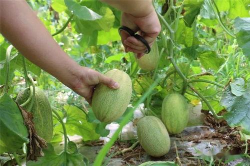 哈密瓜在哪里可以免费吃,寻味之旅,尽享甜蜜时光  第2张 哈密瓜在哪里可以免费吃,寻味之旅,尽享甜蜜时光  第2张