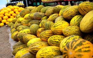 哈密瓜在哪里可以免费吃,寻味之旅,尽享甜蜜时光  第3张 哈密瓜在哪里可以免费吃,寻味之旅,尽享甜蜜时光  第3张