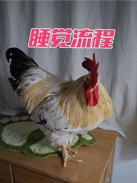 大公鸡视频在线观看  第2张 大公鸡视频在线观看  第2张