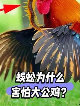 大公鸡视频在线观看  第3张 大公鸡视频在线观看  第3张